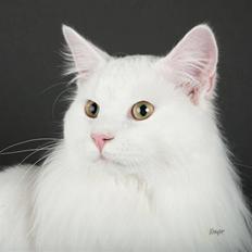 Norsk Skovkat Myrtekransens Constantin