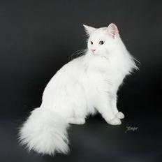 Norsk Skovkat Myrtekransens Constantin