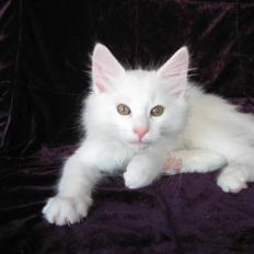 Norsk Skovkat Myrtekransens Constantin