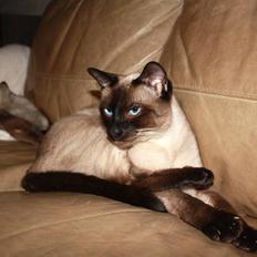 Siameser Chic DiMarli