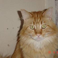 Maine Coon Thor