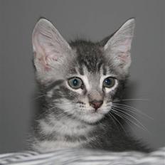 Blanding af racer Pjuske