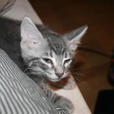 Blanding af racer Pjuske