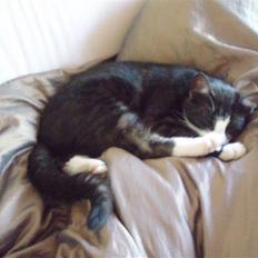 Blanding af racer Silke, Kender du hende?? 