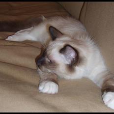 Ragdoll Eddie (R.I.P)