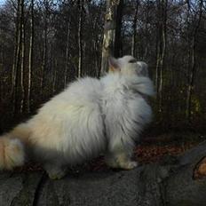 Colorpoint Puffe   (R.I.P)