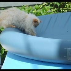 Colorpoint Puffe   (R.I.P)