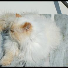 Colorpoint Puffe   (R.I.P)