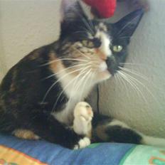 Blanding af racer Sjide <3 ;D