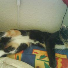 Blanding af racer Sjide <3 ;D