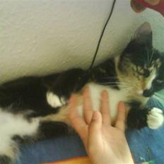 Blanding af racer Sjide <3 ;D