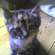 Huskat malou<3 (forsvundet)