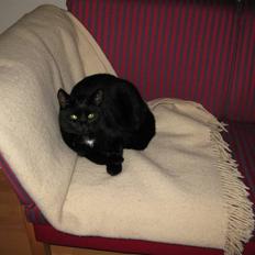 Blanding af racer Mickey