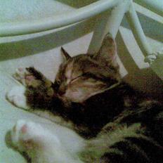 Huskat malou<3 (forsvundet)