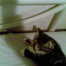 Huskat malou<3 (forsvundet)