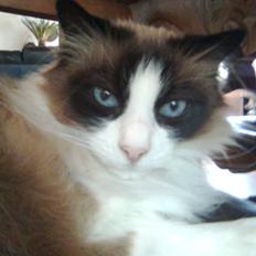 Blanding af racer Kira*VÆK* :'(