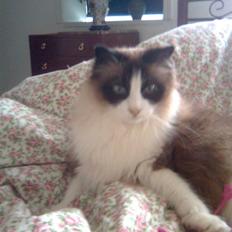 Blanding af racer Kira*VÆK* :'(