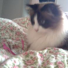 Blanding af racer Kira*VÆK* :'(