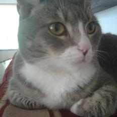 Blanding af racer Müsli