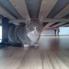 Blanding af racer Müsli