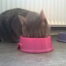 Blanding af racer Müsli