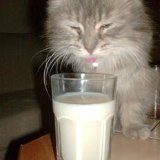 Norsk Skovkat Lulle *Solgt 3-1-09*