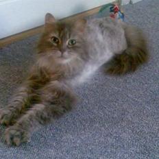 Norsk Skovkat Lulle *Solgt 3-1-09*