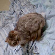 Norsk Skovkat Lulle *Solgt 3-1-09*