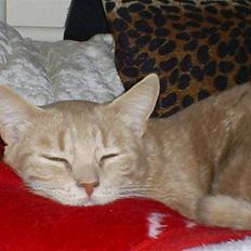 Blanding af racer Bailey ... RIP. 2010