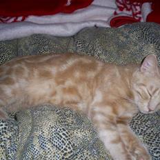 Blanding af racer Bailey ... RIP. 2010