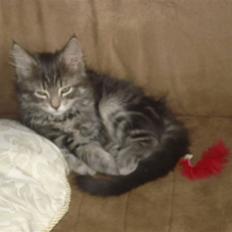 Blanding af racer Bella