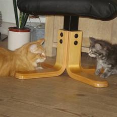 Blanding af racer Bella