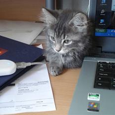 Blanding af racer Bella