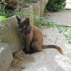 Blanding af racer Piratos