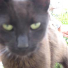 Blanding af racer Piratos