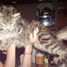 Maine Coon sofie