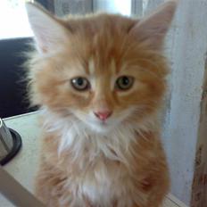 Blanding af racer Pjuske