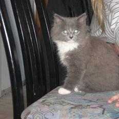 Blanding af racer Tilde