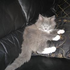 Blanding af racer Tilde