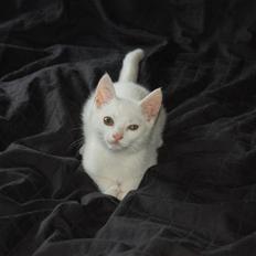 Blanding af racer Hugh Hefner