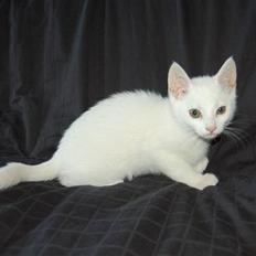 Blanding af racer Hugh Hefner