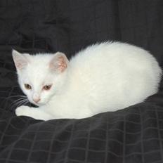 Blanding af racer Hugh Hefner