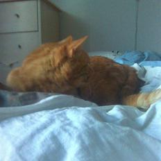 Abyssinier findus