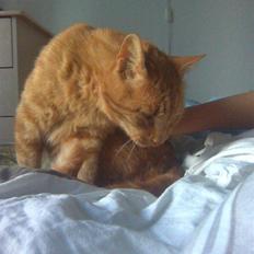 Abyssinier findus