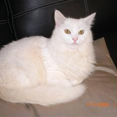 Tyrkisk Angora Shane.