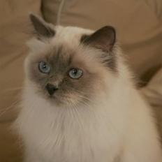 Hellig Birma Khin-Mya's Saroya