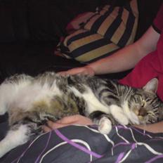 Blanding af racer bella