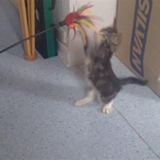 Blanding af racer bella