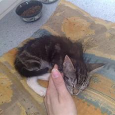 Blanding af racer bella