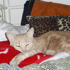 Blanding af racer Bailey ... RIP. 2010